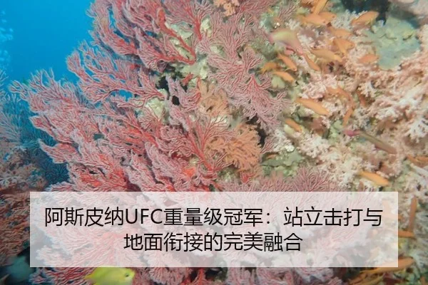 阿斯皮纳UFC重量级冠军：站立击打与地面衔接的完美融合